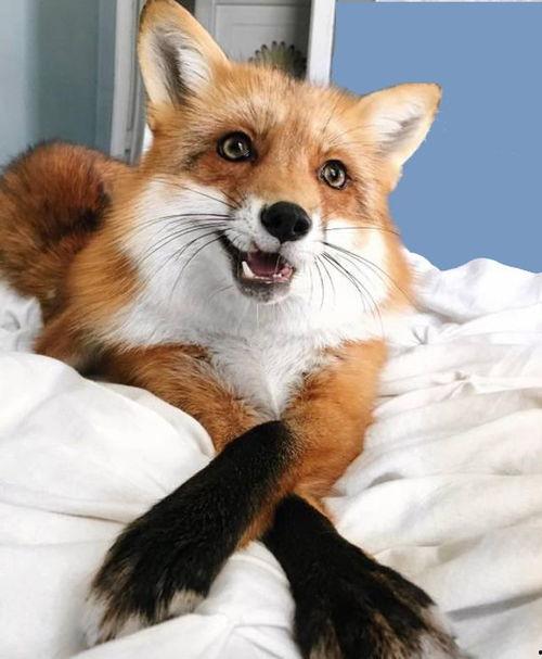 狐狸在手,揭秘神秘生物的神奇力量