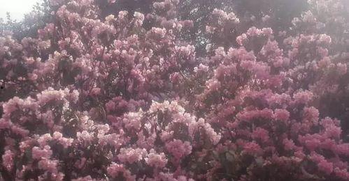 索玛花开,绽放高原的美丽与希望